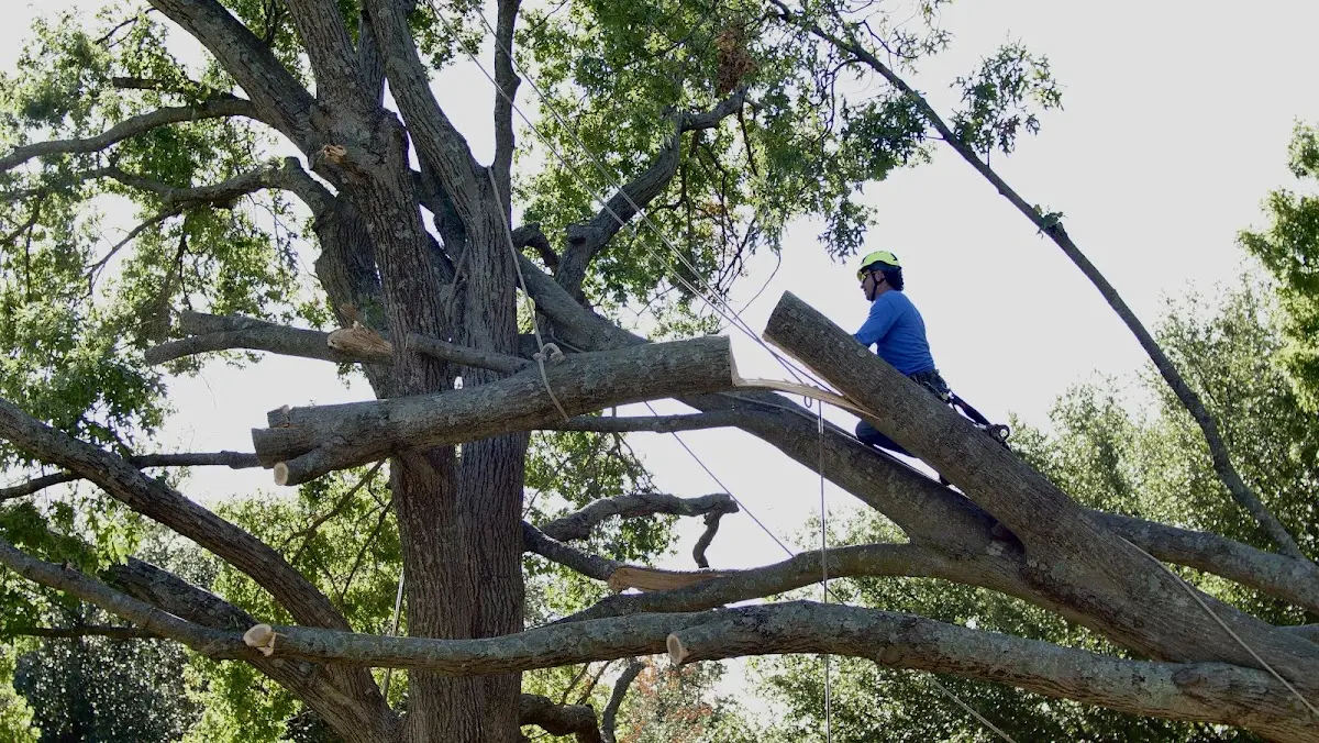 Professional Hazardous Tree Removal performed by certified arborists in Poplarville