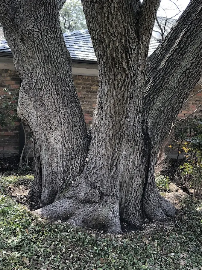 Mature heritage tree close to a Poplarville property cared for by certified arborists